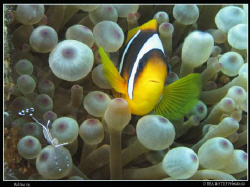Clownfish & Shrimp (Amphiprion bicinctus & Periclemenes l... by Bea & Stef Primatesta 